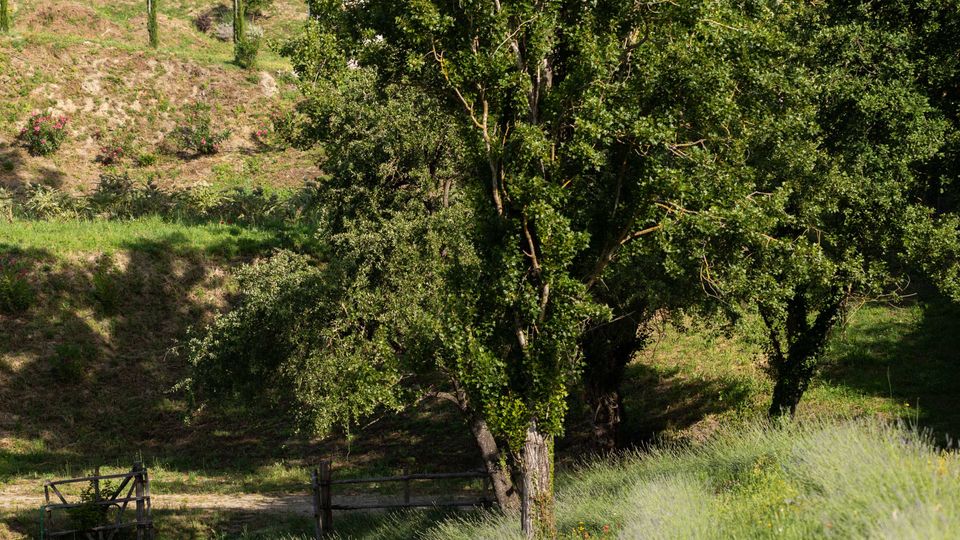 Paesaggio rurale collinare con un grande albero in primo piano, erba alta e un piccolo recinto in legno sullo sfondo. Vegetazione fitta con cipresso e altre piante lungo il pendio sotto un cielo sereno.