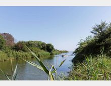 Canale d’acqua tranquillo fiancheggiato da canneti e vegetazione densa su entrambe le sponde, con cielo sereno sullo sfondo. Al centro del canale si vede una piccola imbarcazione in lontananza.
