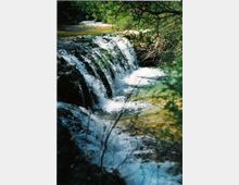 Piccola cascata su un ruscello che scorre su rocce scure, con acqua spumosa che cade in una pozza poco profonda. Intorno si vedono sponde erbose e vegetazione fitta con rami e alberi che ombreggiano la scena.