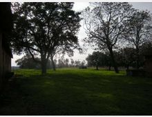 Ampio prato verde in una zona rurale, con grandi alberi sparsi in primo piano e una fila di alberi all’orizzonte sotto un cielo chiaro. Sul bordo sinistro si intravede la parete di un edificio.