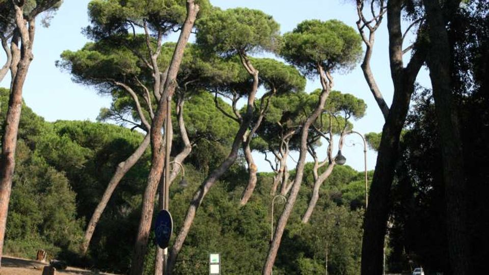 51930-photo-pineta-castel-fusano-2-2000x1200-jpgjpg