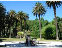 Parco urbano con ampio vialetto chiaro e fontanella centrale, circondato da alte palme e vegetazione fitta. Sullo sfondo si vedono alberi e cespugli verdi sotto un cielo sereno.