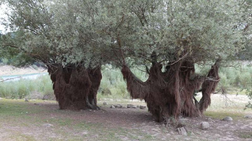 49504-photo-9-jpgjpg