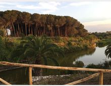 Vista su un fiume o canale tranquillo con acqua riflettente, circondato da vegetazione mediterranea e palme, con una pineta sullo sfondo. In primo piano si vede una staccionata in legno lungo un sentiero panoramico.