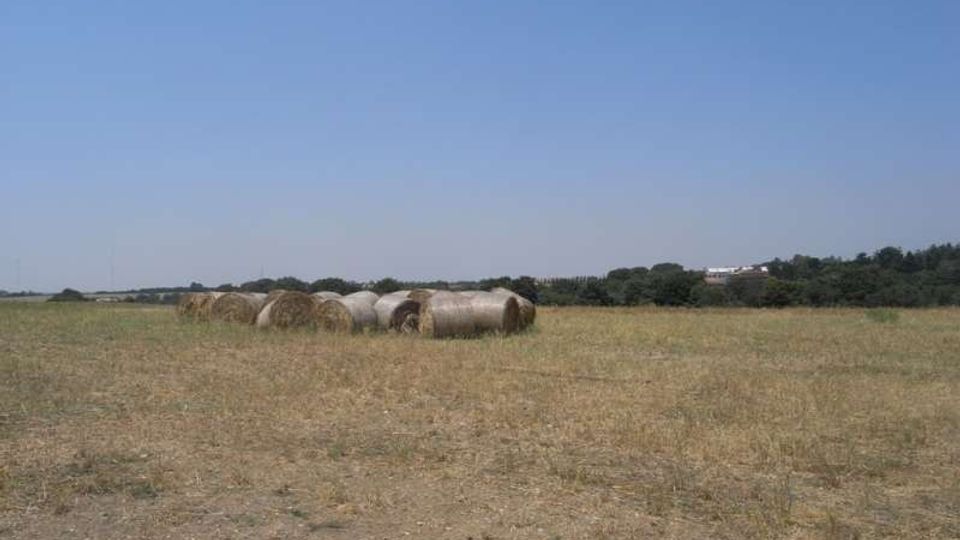 Campo agricolo pianeggiante e arido con diverse balle di fieno rotonde allineate al centro. Sullo sfondo si vede una fascia di alberi e alcuni edifici lontani sotto un cielo sereno.