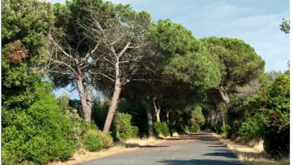 51933-photo-castel-fusano-foto-di-pillo-2-jpgjpg