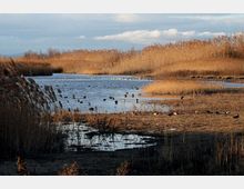 Zona umida con uno stagno poco profondo circondato da canneti alti e vegetazione secca, con ampie aree fangose lungo le sponde. Il paesaggio è aperto sotto un cielo parzialmente nuvoloso, con acqua calma e riflessi.