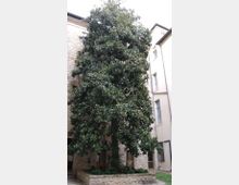 Cortile interno con un grande albero sempreverde al centro, circondato da una bassa aiuola in pietra. Sullo sfondo si vedono edifici adiacenti con facciate in pietra e intonaco, finestre alte e tetti spioventi.