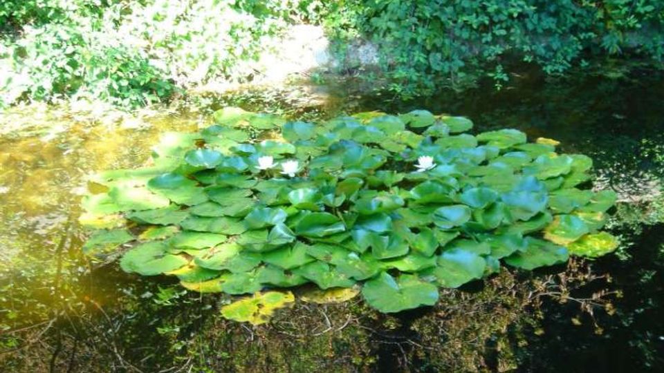 Piccolo stagno o corso d’acqua tranquillo con un grande gruppo di ninfee verdi e alcuni fiori bianchi in superficie. Sulle sponde si vede vegetazione fitta e alberi che ombreggiano l’acqua.