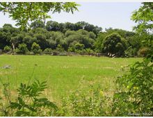 52134-photo-laurentino-acqua-acetosa-jpgjpg