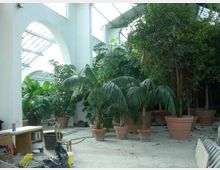Interno di una serra o giardino botanico con alte arcate bianche e copertura vetrata, pieno di grandi piante tropicali in vasi di terracotta. Sul pavimento piastrellato sono visibili tubi e attrezzi da lavoro, suggerendo manutenzione in corso.