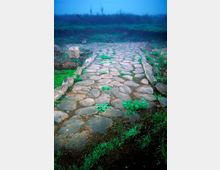 Antica strada lastricata in pietra con bordi rialzati, parzialmente coperta da erba e vegetazione che cresce tra i ciottoli. Il percorso attraversa un terreno aperto e umido con cespugli e alberi spogli sullo sfondo in condizioni di foschia.