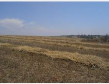 Ampia distesa di campi di stoppie e fieno secco con terreno brullo e ondulato. All’orizzonte si vede una linea di alberi e poche strutture lontane sotto un cielo azzurro.