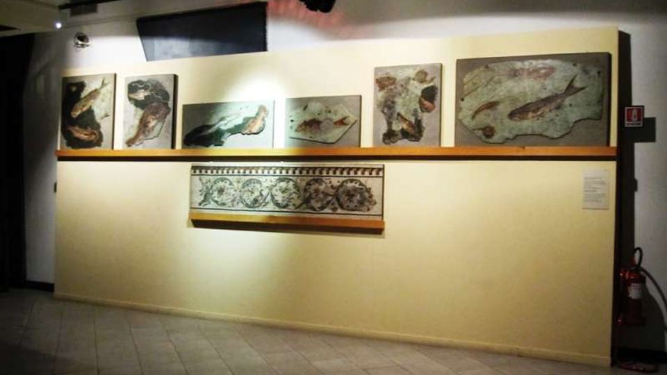 Interno di una sala museale con pareti chiare e pavimento piastrellato, illuminata da faretti a soffitto. Lungo la parete sono esposti pannelli e lastre con fossili e impronte di pesci, con una mensola centrale che sostiene un reperto allungato decorato.