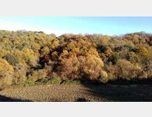 52066-photo-bosco-decima-malafede-3-jpgjpg