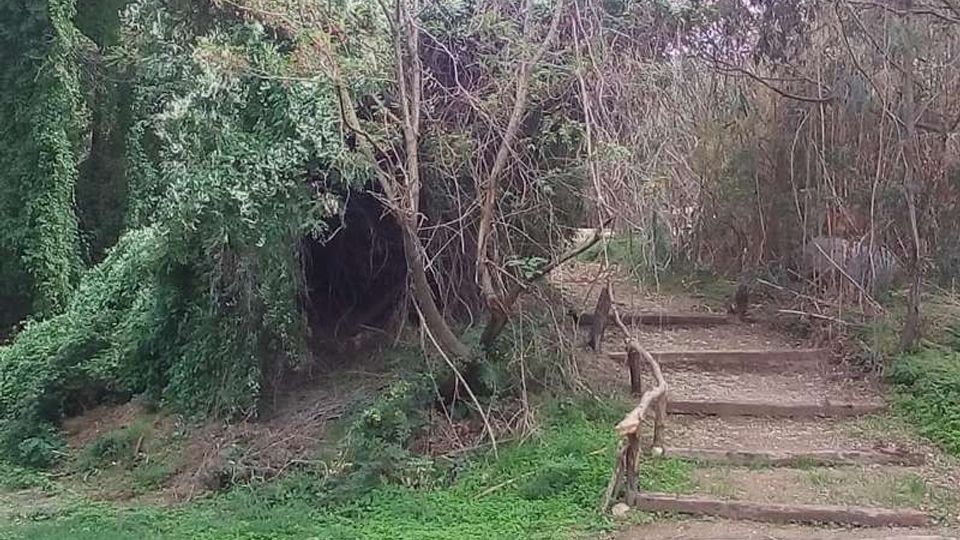 Sentiero boschivo con gradini in terra e tronchi di legno come corrimano, che sale tra vegetazione fitta e alberi con rami spogli. In primo piano c’è un prato verde e sullo sfondo si vede l’area ombreggiata del bosco.