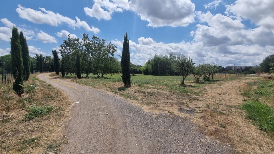 Strada sterrata che curva in un’area rurale, fiancheggiata da cipressi e alberi sparsi su campi erbosi e zone secche. Sullo sfondo si vede un cielo ampio con nuvole bianche e una linea di vegetazione e edifici lontani.