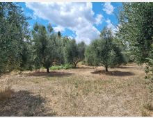 Oliveto con alberi di ulivo disposti a file su terreno secco e brullo, con vegetazione bassa sparsa. Sullo sfondo si vede un cielo azzurro con grandi nuvole bianche.