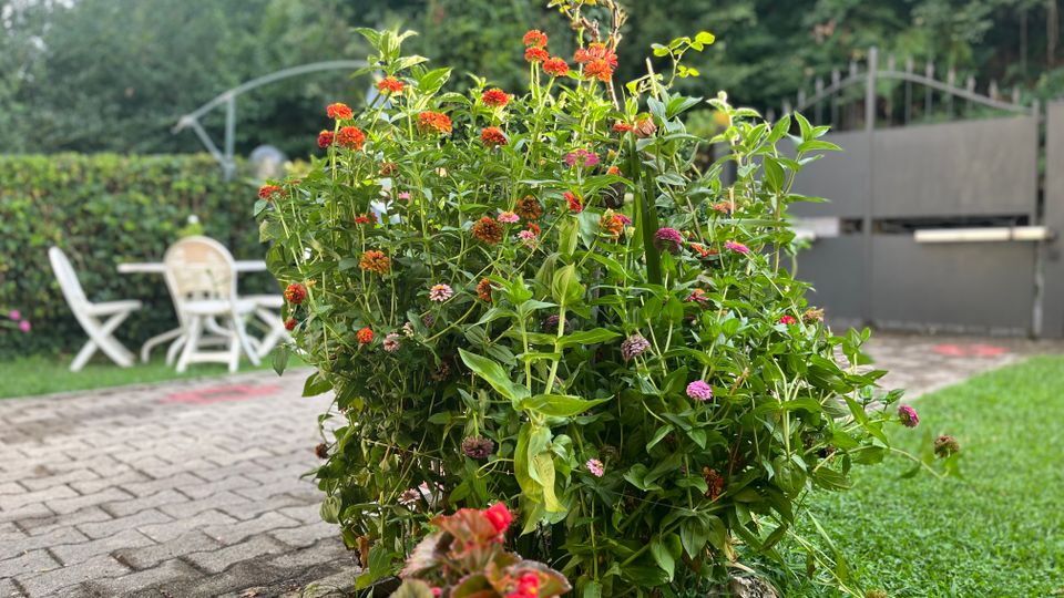 Aiuola fiorita in un giardino, con piante verdi e fiori rossi, rosa e arancioni accanto a un vialetto in pietra e a un prato. Sullo sfondo si vedono una siepe, un tavolo con sedie da esterno e un cancello metallico davanti ad alberi.
