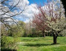 Parco con ampio prato verde e alberi in fiore, con rami spogli e vegetazione sullo sfondo. Il cielo è azzurro con nuvole sparse e il terreno presenta lievi ondulazioni.