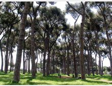 51912-photo-parco-del-pineto-roma-jpgjpg