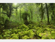 Bosco fitto con alti alberi e sottobosco rigoglioso, attraversato da luce diffusa tra le fronde. In primo piano, rocce e massi ricoperti di muschio verde che formano un terreno irregolare.