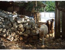 Recinto rurale con muretto a secco in pietra e rete metallica, ombreggiato da alberi, con terreno coperto di paglia e foglie. Sullo sfondo si vede un cancello e una struttura semplice in legno e lamiera.