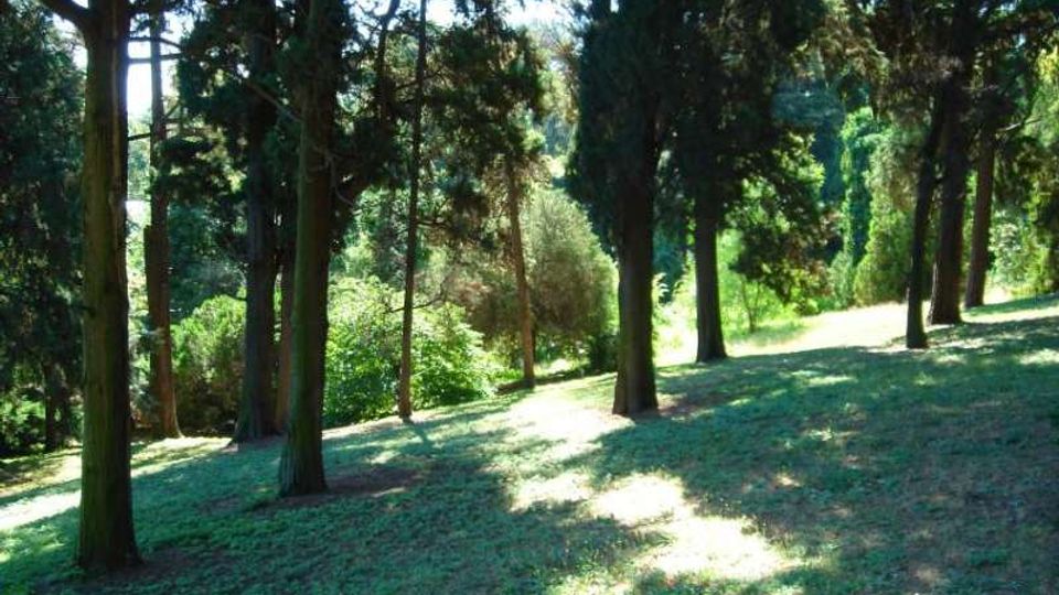Pendio erboso in un parco boschivo con alberi alti e radi che proiettano lunghe ombre sul terreno. Vegetazione fitta sullo sfondo con radure illuminate dal sole.
