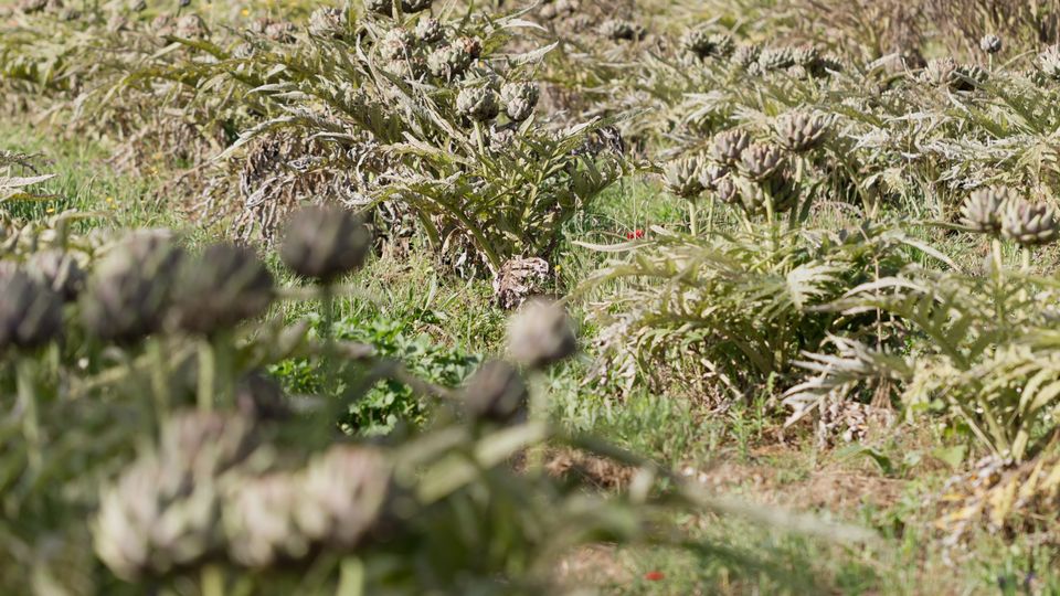 Campo erboso con molte piante simili a cardi in primo piano, su un pendio naturale. Sullo sfondo si vedono alberi ad alto fusto e cespugli con fiori rosa lungo la collina.