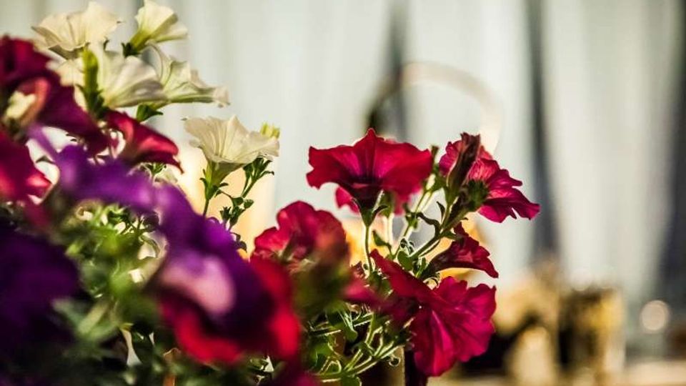 Primo piano di fiori in vaso, con petunie rosse, viola e bianche in un ambiente esterno illuminato dal sole. Sullo sfondo sfocato si intravedono strutture verticali chiare, probabilmente una parete o una recinzione.