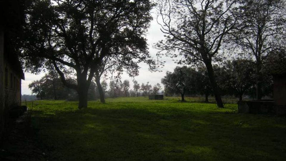 Ampio prato verde in una zona rurale, con grandi alberi sparsi in primo piano e una fila di alberi all’orizzonte sotto un cielo chiaro. Sul bordo sinistro si intravede la parete di un edificio.