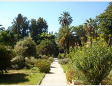 Viale pedonale in ghiaia che attraversa un giardino botanico con vegetazione mediterranea, palme alte e arbusti fitti ai lati. Sullo sfondo si vedono alberi ad alto fusto e cielo sereno.