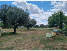 Campo rurale con ulivi e terreno erboso, con alcune arnie colorate disposte sulla destra. Sullo sfondo si vedono altri alberi, qualche edificio distante e un cielo azzurro con nuvole sparse.