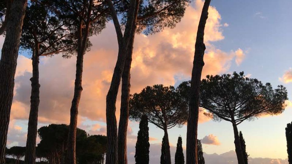 Bosco su lieve pendio con alti pini marittimi e cipressi in controluce. Sullo sfondo cielo al tramonto con nuvole illuminate e orizzonte lontano.
