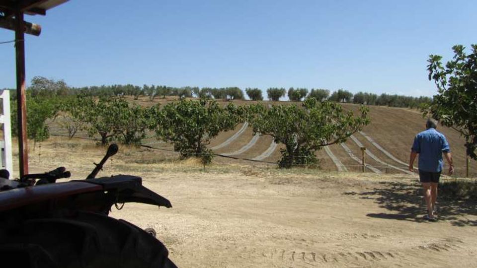 Vista di campi agricoli collinari con filari coltivati e reti o teli di protezione stesi sul terreno, con alberi allineati sullo sfondo sotto un cielo sereno. In primo piano si vede una strada sterrata accanto a un mezzo agricolo parzialmente visibile.
