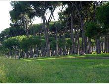 51906-photo-pineto-jpgjpg