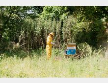 Radura erbosa ai margini di un bosco fitto, con vegetazione alta e alberi che creano ombra. A destra si vedono arnie colorate appoggiate sul terreno in un’area naturale.
