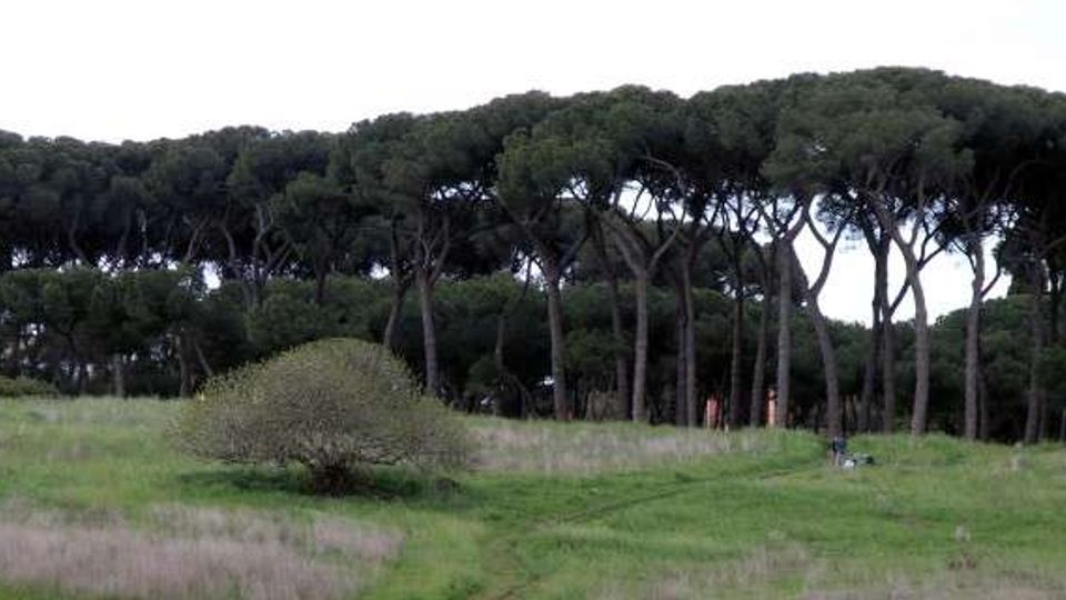 51910-photo-p4210022-pineto-copia-e1463139208248-jpgjpg