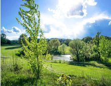 Paesaggio di campagna con prati verdi ondulati e alberi sparsi attorno a un piccolo lago o stagno. In primo piano si vede un giovane albero, con colline in lontananza sotto un cielo azzurro con nuvole.