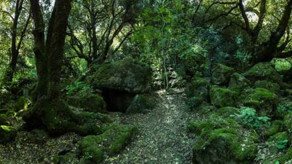 Sentiero stretto nel bosco che attraversa un’area rocciosa coperta di muschio, con grandi alberi e radici esposte ai lati. La luce filtra tra la fitta vegetazione, creando ombre sul terreno ricoperto di foglie.