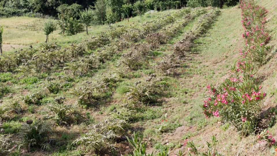 Pendio agricolo con filari di piante basse e arbusti, con una scarpata erbosa a destra punteggiata da fiori rosa. Sullo sfondo si vedono un prato e un bosco fitto di alberi.