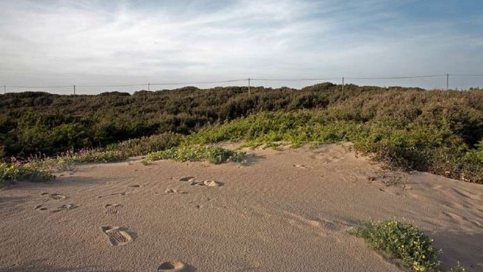 51929-photo-pineta-dune-jpgjpg