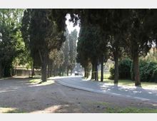 Strada asfaltata leggermente curva fiancheggiata da alti alberi sempreverdi che formano un viale ombreggiato. Ai lati si vedono aree verdi e tratti di terreno sterrato, con vegetazione e una barriera bassa sullo sfondo.