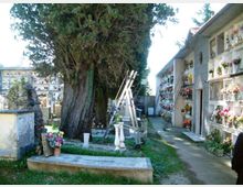Corridoio di un cimitero con grandi alberi e tombe a terra, affiancato da un edificio con loculi sovrapposti e numerosi vasi di fiori. Sul vialetto si vedono scale appoggiate e piccoli elementi funerari in pietra.