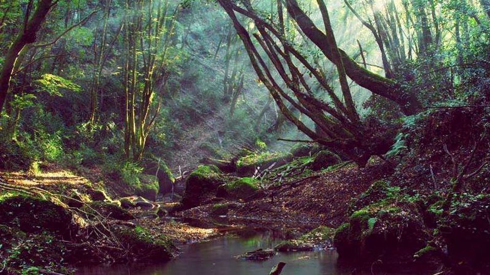 Bosco fitto con un ruscello poco profondo che scorre tra rocce e tronchi caduti. Alberi inclinati e vegetazione muschiosa circondano l’acqua, con raggi di sole che filtrano tra le chiome.
