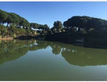 Lago o stagno con acqua verde calma che riflette il cielo e la vegetazione circostante. Sulle sponde si vedono pini ad ombrello, cipressi e palme su un leggero pendio, in un contesto di parco naturale.