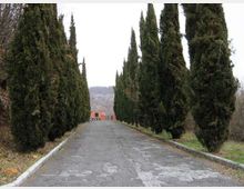 Viale asfaltato rettilineo fiancheggiato da alti cipressi su entrambi i lati, con cordoli laterali e vegetazione ai margini. Sullo sfondo si vedono alcuni edifici e colline alberate sotto un cielo coperto.