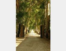 Viale rettilineo in un’area boschiva, con sentiero in ghiaia fiancheggiato da alti alberi che formano una galleria ombreggiata. Ai lati dell’ingresso si vedono due pilastri in pietra.