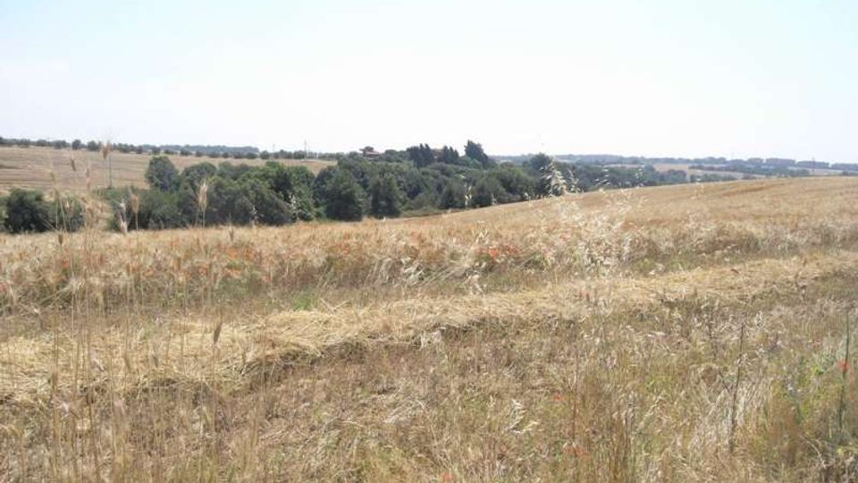 Campo di erba secca e stoppie su dolci colline, con una fascia di alberi verdi che attraversa l’orizzonte. In lontananza si intravedono edifici sparsi e terreno agricolo sotto un cielo chiaro.