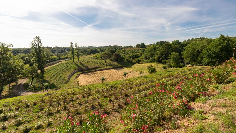 Paesaggio rurale collinare con campi coltivati a terrazze e filari, un sentiero sterrato e alberi sparsi. In primo piano vegetazione e fiori rosa, sullo sfondo boschi e cielo ampio con nuvole sottili.